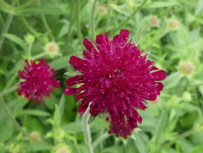 KNAUTIA MACEDONICA