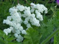 FILIPENDULA HEXAPETALA 'PLENA'