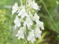 LINARIA PURPUREA ‘SPRINGSIDE WHITE’