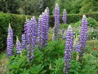 LUPINUS KASTELLAN'