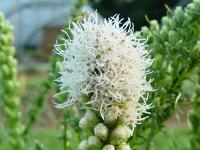 LIATRIS SCARIOSA ‘ALBA’