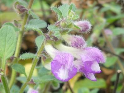 SCUTELLARIA PONTICA