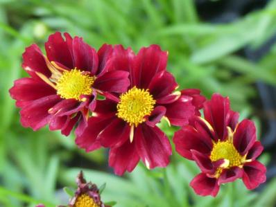 COREOPSIS x ‘LITTLE BANG RED ELF’ 