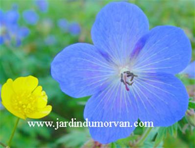 GERANIUM 'JOHNSON'S BLUE'