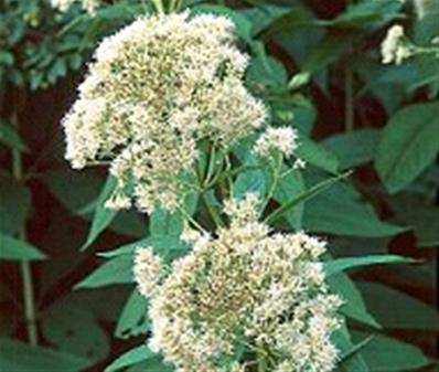 EUPATORIUM MACULATUM 'ALBUM'