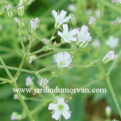 GYPSOPHILA ALTISSIMA