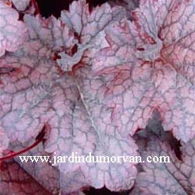 HEUCHERA 'PEWTER VEIL'