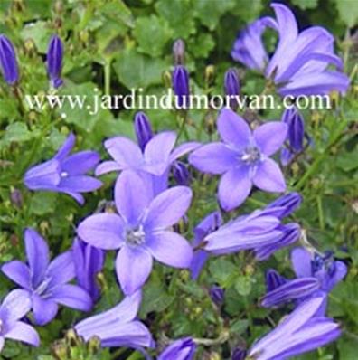 CAMPANULA PORTENSCHLAGIANA 'RESHOLT'