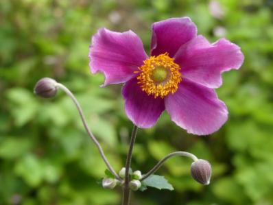 ANEMONE HUPEHENSIS 'PRAECOX'
