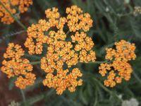 ACHILLEA 'TERRA COTTA'