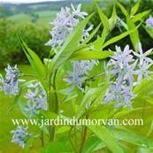 AMSONIA TABERNAEMONTANA 'BLUE ICE'