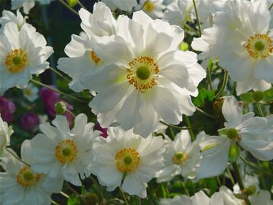 ANEMONE 'COUPE D'ARGENT' une plante vivace du Jardin du Morvan, la  pépinière de Thierry DENIS