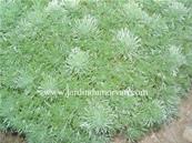 ARTEMISIA SCHMIDTIANA 'NANA'