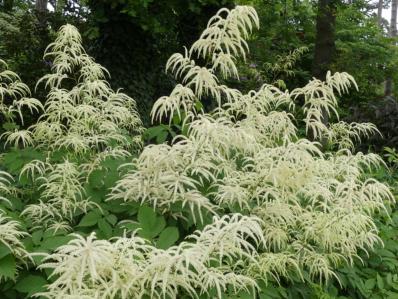 ARUNCUS DIOICUS