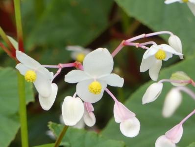 BEGONIA GRANDIS EVANSIANA 'ALBA'