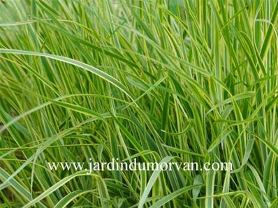 CALAMAGROSTIS X ACUTIFLORA 'OVERDAM'