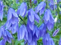 CAMPANULA RAPUNCULOIDES