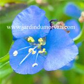 COMMELINA DIANTHIFOLIA