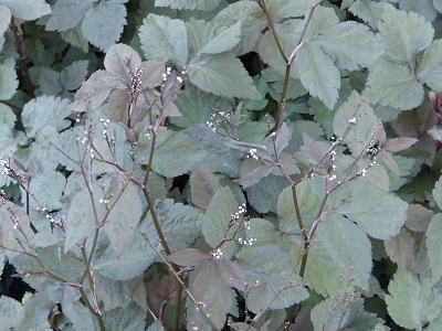 CRYPTOTAENIA JAPONICA ATROPURPUREA