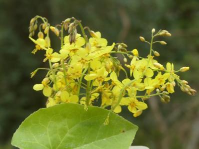 EPIMEDIUM PERRALDERIANUM