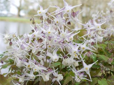 EPIMEDIUM GRANDIFLORUM ALBUM