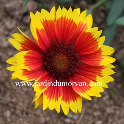 GAILLARDIA ARISTATA 'BREMEN'