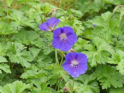 GERANIUM HIMALAYENSE 'BABY BLUE'