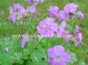 GERANIUM X CANTABRIGIENSE