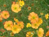 GEUM FLORE 'TOTALLY TANGERINE'