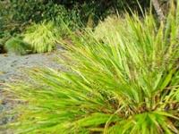 HAKONECHLOA MACRA