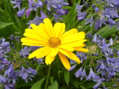 HELIOPSIS HELIANTHOIDES ‘VENUS’ 