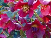 HELLEBORUS ORIENTALIS PRETTY HELEN RED     