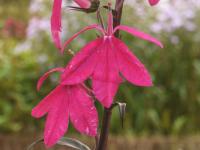 LOBELIA 'RUSSIAN PRINCESS'