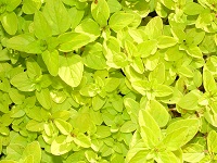 ORIGANUM VULGARE 'THUMBLE'S VARIETY'