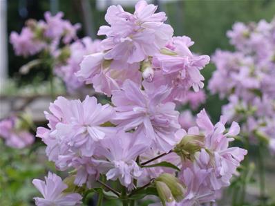 SAPONARIA OFFICINALIS 'ROSEA PLENA'