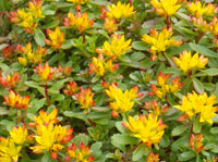 SEDUM FLORIFERUM 'WEIHENSTEPHANER GOLD'