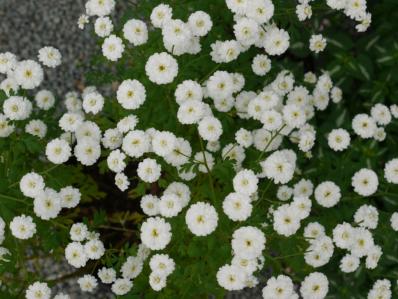 TANACETUM PARTHENIUM 'TETRA WHITE'