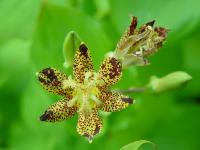 TRICYRTIS LATIFOLIA