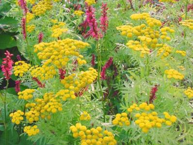 TANACETUM VULGARE 'ISLA GOLD'