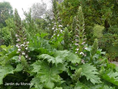 ACANTHUS MOLLIS LATIFOLIUS