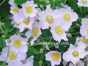 ANEMONE TOMENTOSA Pei