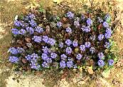 AJUGA REPTANS 'SIMON'S TYPE'