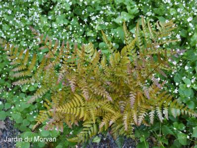 DRYOPTERIS ERYTHROSORA