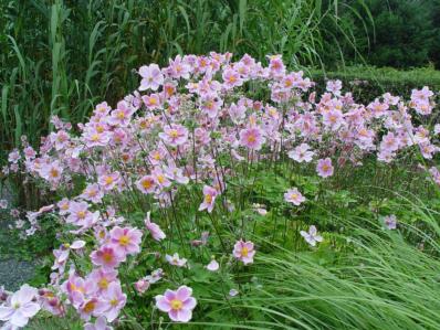ANEMONE HUPEHENSIS 'SEPTEMBER CHARM'