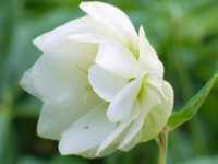 HELLEBORUS ORIENTALIS ‘DOUBLE HELLEN WHITE’