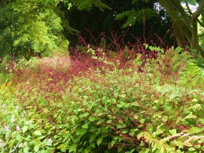 POLYGONUM FILIFORMIS (FILIFORME)