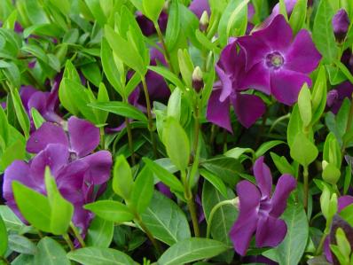 VINCA MINOR 'ATROPURPUREA'