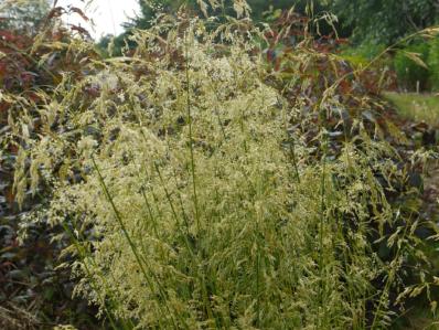 DESCHAMPSIA CAESPITOSA 'GOLDSCHLEIER'