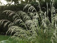 DESCHAMPSIA CAESPITOSA 'TAUTRAGER'