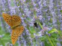 AGASTACHE 'BLUE FORTUNE'